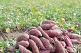【JAF石川】加賀野菜「五郎島金時」の収穫体験を楽しもう！JAFデー参加者募集中