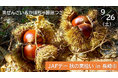 【JAF長崎】秋の味覚を楽しむ「栗拾い体験イベント」を初開催！2kgのお土産付き＆栗ぜんざい・かぼちゃ饅頭の実食も！