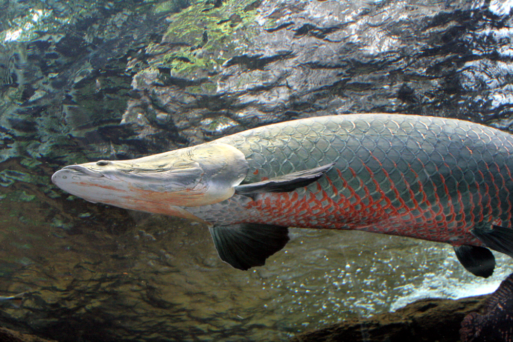 ｊａｆ栃木 普段は見られない水族館の裏側を探索 魚の生態や自然の大切さを学ぼう 一般社団法人 日本自動車連盟 Jaf 地方 のプレスリリース