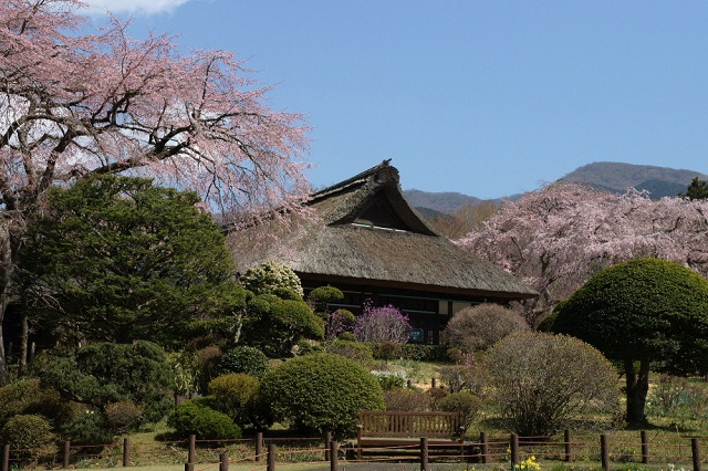枝垂桜と茅葺母屋　イメージ