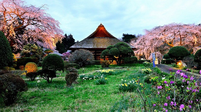 枝垂桜と茅葺母屋のライトアップ　イメージ