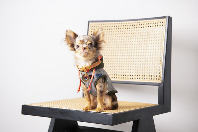 2kg以下の子、パピーちゃんでも着られる１号サイズもご用意しております