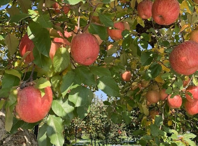 会津産りんご 会津産りんご