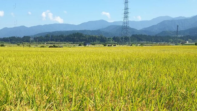 林農産が育てる　富山の新しいお米