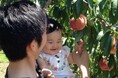 土用の日に桃?!採って食べて、浸かって、桃づくし!7月土用の日限定の「桃の葉湯」を開催