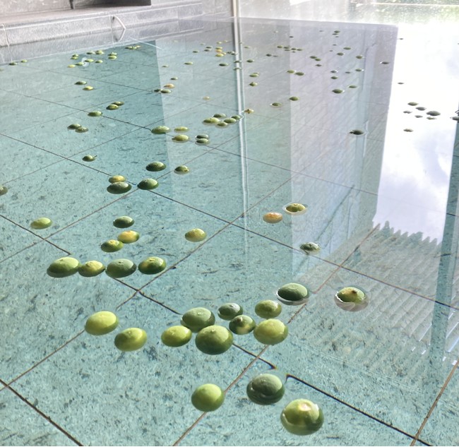 青みかんのかわり湯