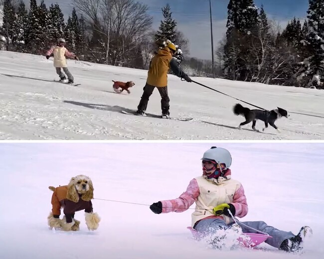 白馬乗鞍温泉スキー場。犬と一緒に雪遊び