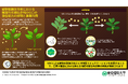 植物における匂い(VOC)の作用と認識メカニズムに迫る ~環境にやさしく持続可能な農業・園芸技術の実現に大きく貢献~