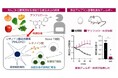 抗炎症免疫応答に寄与するRALDH2の発現を促す食品由来物質を同定 ~免疫疾患の新たな予防法開発につながる成果~