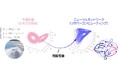 同期理論で紐解くリカレントニューラルネットワークの予測機構と新学習法の提案 ~ニューロンの状態から何を読み取り、カオスを予測しているのか?~