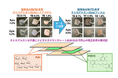 新たな口腔粘膜炎治療薬として有望な茶カテキン含有ゲル剤を開発 ~使い勝手の良い口腔粘膜炎治療薬の開発に向けて~