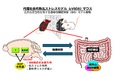 脳に作用する画期的な過敏性腸症候群(IBS)治療薬開発に光 〜オピオイドδ受容体作動薬が脳の特定部位を介して過敏性腸症候群の症状を緩和〜