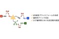 ワンポットで3種類のクリック反応を連続的に実行可能に ~わずか3工程で高機能分子を合成~