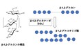系統的に新規なβ-1,2-グルカナーゼ群の発見 ~酵素の構造解析・機能解析から解明された分子進化の手がかり~