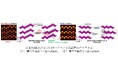 ナトリウムイオン電池材料β-NaMnO2の積層欠陥を抑制することで電池性能向上に成功~波状MnO2層の滑り現象メカニズムを解明、正極材料の長寿命化を実現~