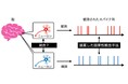 ニューロン間の見えないつながりを明らかに ～神経細胞の機能的なつながりを、高精度に検出できる新手法～