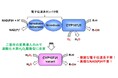 藍色染料インジゴの簡便合成を実現 ～枯草菌のP450酸化酵素CYP107J1を過酸化水素駆動型に改変～
