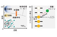 近藤絶縁体YbB12における磁気音響量子振動の探索 ～超音波実験により絶縁体相の謎に迫る～