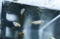 環境中に存在する抗うつ薬 ～ヒトと魚類に対する感受性の比較～