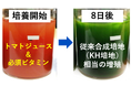 トマトジュースでユーグレナを培養