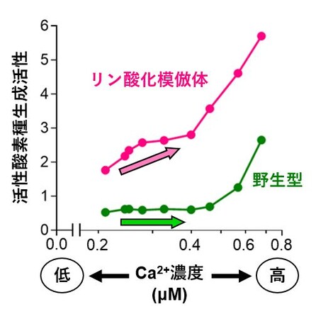 植物の活性酸素種生成酵素の活性化メカニズムを解明 / 日本農業新聞