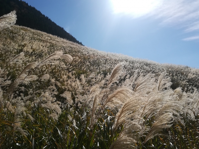 当館から徒歩圏内にあるすすき草原