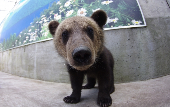 昭和新山熊牧場の可愛い子熊さん
