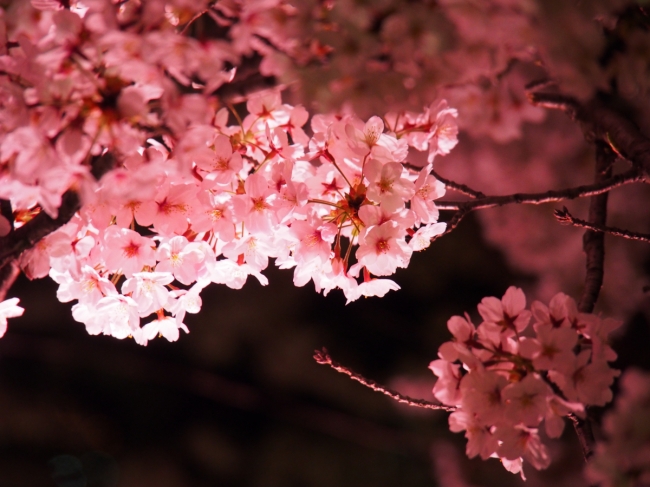 同じ枝に、早期に咲く花芽と後期に咲く花芽が二段構えにできる