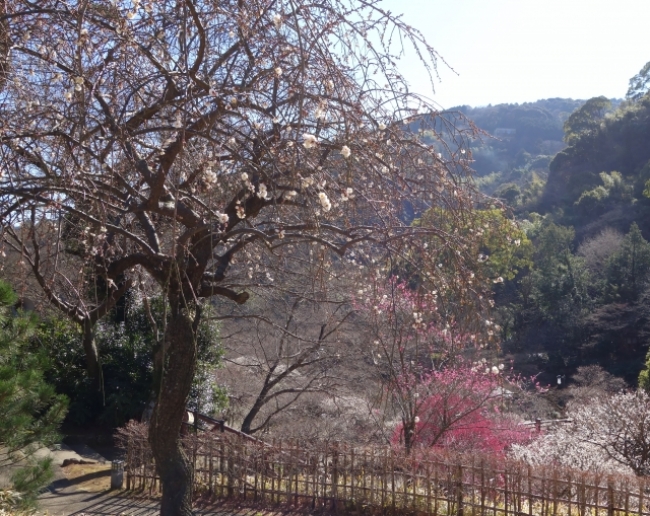 毎年11月下旬～12月上旬に第一号の梅の花が開きます