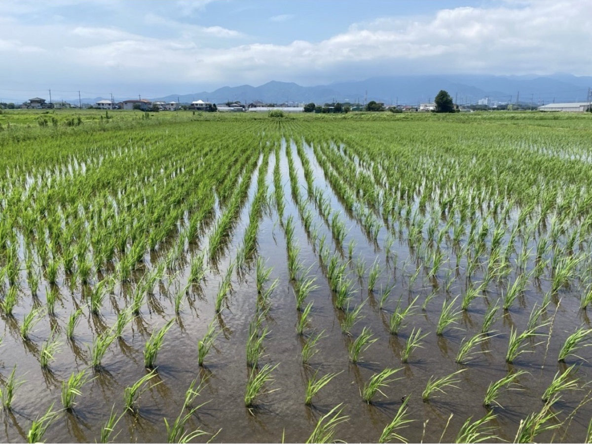 ＜SDGs田植えプロジェクト＞スタート　地域共生＆食品ロス削減へ・収穫米は運営ホテル旅館で提供