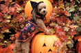 西伊豆や蓼科の“愛犬と泊まれるホテル”がハロウィンイベント開催 お得なチケットやワンちゃん用おやつが貰える!|2024年10月17日~11月10日