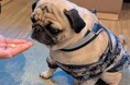 「待て」選手権開催!箱根・強羅の愛犬と泊まれる温泉旅館にて 館内ドッグイベントがスタート|2025年2月~