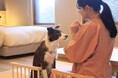 <2025年4月29日オープン>奥日光に愛犬と泊まれる温泉旅館が誕生! 愛犬と過ごす和のぬくもり旅|2025年2月27日予約受付開始