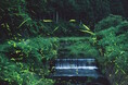 【初夏の風物詩】津和野温泉の旅館が“ホタル観賞ツアー”を無料開催! 各日先着20名様限定|2025年6月6日~6月22日