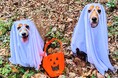 【愛犬×ハロウィン】おばけワンコの仮装パーティー開催! 箱根の愛犬と泊まれるホテルにて|2025年10月