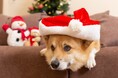 クリスマスは愛犬と一緒にほっこり旅！長野・蓼科の愛犬宿にて3大特典付クリスマスプラン販売｜～2025年12月25日