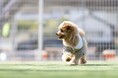 静岡・西伊豆の愛犬宿×土肥金山コラボキャンペーン実施　ドッグラン利用料が半額に｜2026年9月30日まで