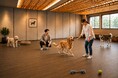 「ゆとりろ洞爺湖」が大型犬の宿泊受け入れ開始　愛犬との旅がもっと身近に｜2026年7月より