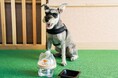 愛犬の"飲み水"にもこだわる新サービス　犬用浄軟水器を全客室に導入～くにさき 森と海のドッグリゾート～