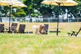 大型犬もOK！大分・国東の海辺のドッグリゾートがドッグランの日帰り利用を開始