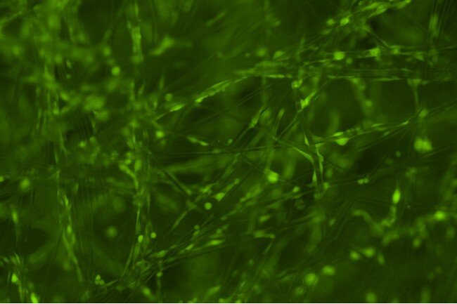 「ecellba」での培養細胞の光学顕微鏡画像