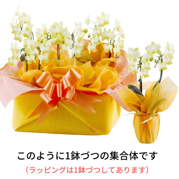 法人用贈答 花ギフト にもsdgsを 送って 貰って嬉しい シェア胡蝶蘭 彩株式会社のプレスリリース