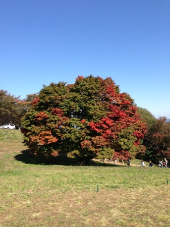 七色大カエデ