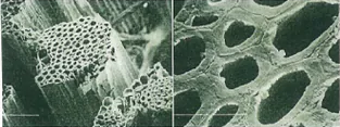 マニラ麻（アバカ）特有の多孔質構造の繊維が、耐久性・通気性・ 超軽量・素足感など様々な効果を引き起こす