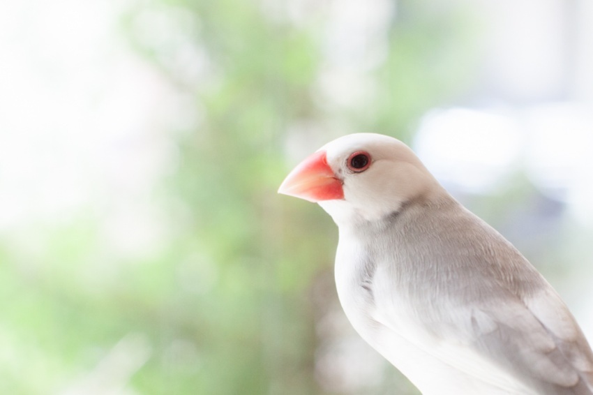 ここからダウンロード Iphone 文鳥 壁紙