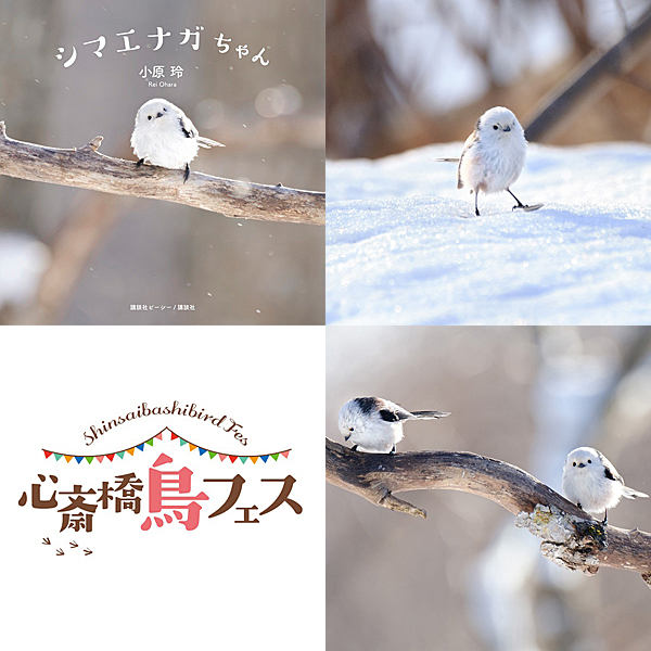 雪の妖精シマエナガちゃん×「ことりカフェ」コラボ企画！「心斎橋 鳥