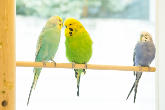 グリーンのジャンボセキセイインコのでこちゃん（中）