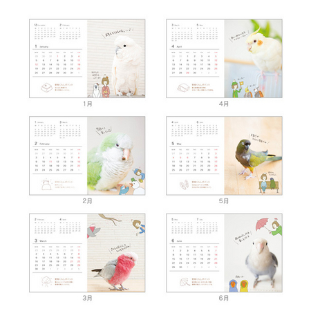 全部可愛い 2015年小鳥カレンダー ことりカフェ に大集合 株式会社ことりカフェのプレスリリース