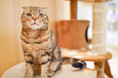 動物たちを見て、ふれて、感じる!ネコカフェ『Cat Café MOFF イオンモール熊本店』OPEN!