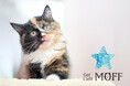 【長野県初出店】『Cat Café MOFF イオンモール須坂店』 10月3日(金)グランドオープン!